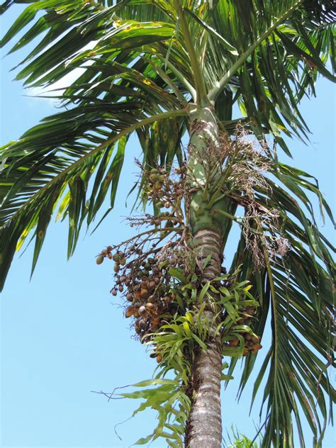 Beetle Nut Tree Guam Trees To Plant Plants Tree