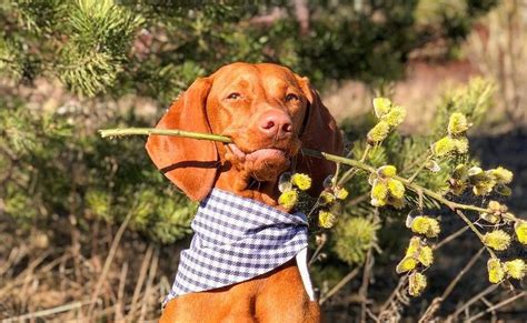 16 Reasons Why Vizslas Are The Best Dogs Ever Pettime