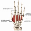 Dorsal interossei - Anatomy - Orthobullets