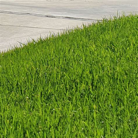 Shop Rtf Tall Fescue Turf Instant Lawn