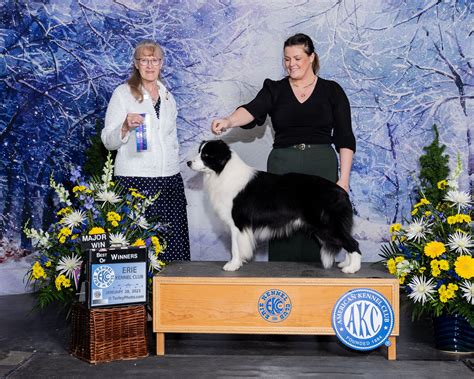 Purebred Black/White Border Collies for Sale | Hollowshot Border Collies