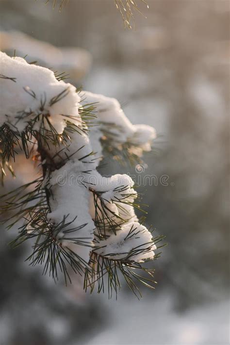 Winter Pine Tree Branches Covered With Snow Frozen Tree Branch In