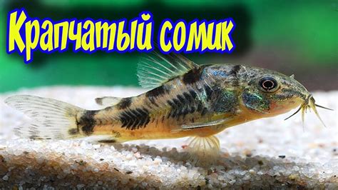 Крапчатый сомик Разведение содержание размножение Corydoras