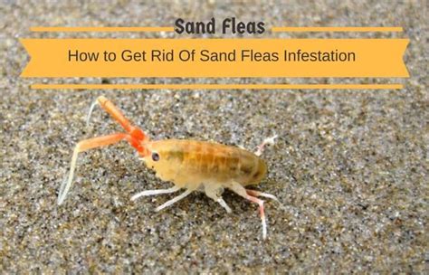 How Long Do Sand Fleas Bite Last Pest Phobia