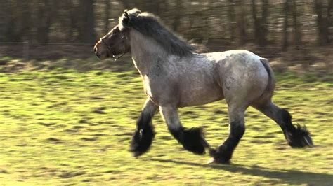 Belgian Draft Horses A Beautiful Stallion At Full Trot And Gallop Youtube