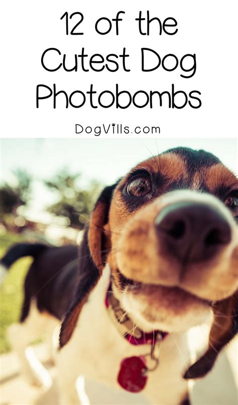 Cute Dog Pictures 12 Of The Best Dog Photobombs Ever