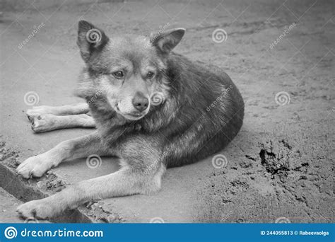An Abandoned Dog On The Street Is Crying Stock Image Image Of Shelter