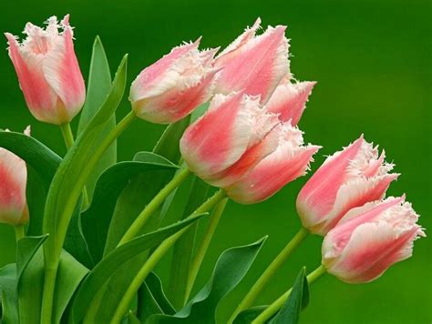 Tulips Flowers Desicomments Com
