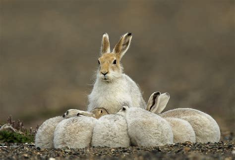 Arctic Hare And Leverets ~ Fred Lemire Baby Animals Arctic Hare Animals