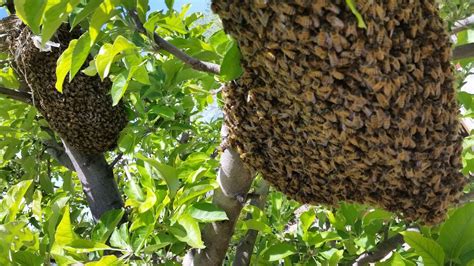 Bee Season Balls Of Bees In Trees Swarms What You Need To Know St