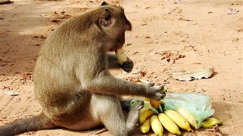 Pin On Monkey Eating Food