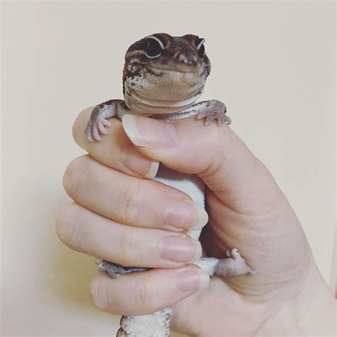 Hes Just The Worlds Cutest Lizard 🥺 Rleopardgeckos