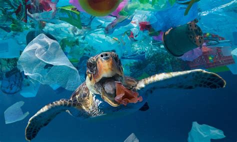 Pollution In Ocean Facts Uncovering The Truth About Plastic Waste In