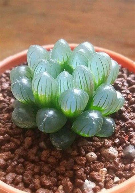 You Can Get A Clear Succulent Plant That Looks Like Tiny Opals And I