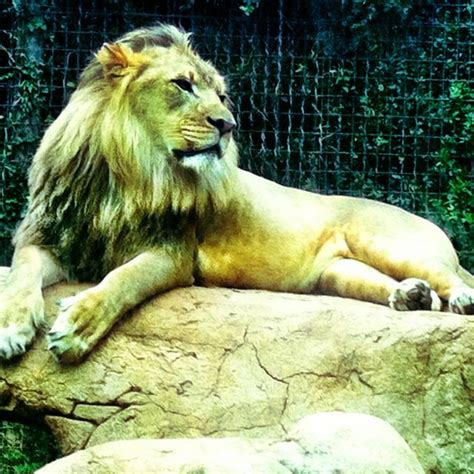 Lion At The Greenville Zoo Animals Zoo Lion