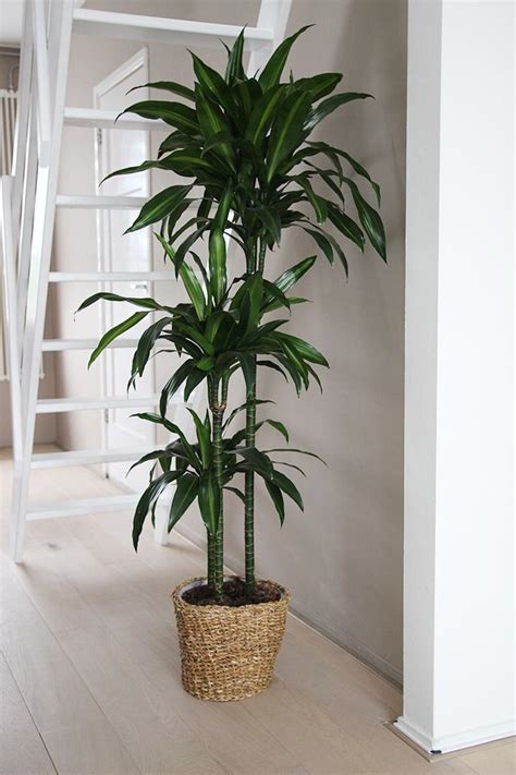 Tall Indoor Plants That Are Beautiful And Easy To Maintain