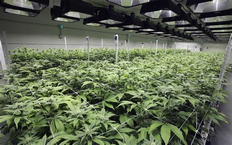 Maybe you would like to learn more about one of these? The 2017 Ultimate Grow Guide: Soil vs. Hydro · High Times