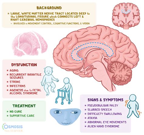 Corpus Callosum What Is It Location Function And More Osmosis