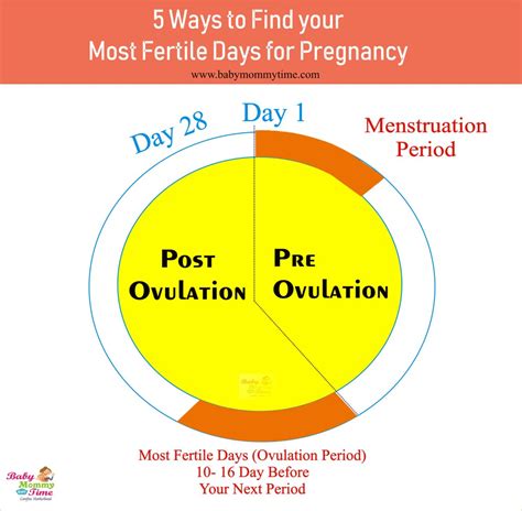 5 Ways To Find Your Most Fertile Days For Pregnancy Ovulation Cycle