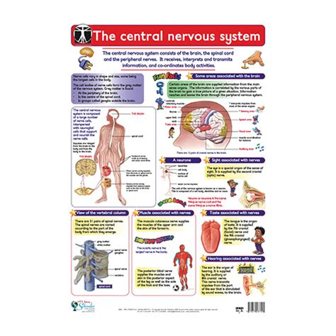 The Central Nervous System - Lets Look