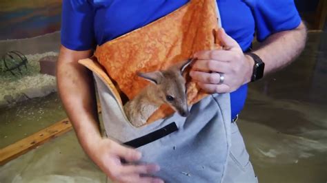 SeaQuest Lynchburg opens to the public Friday