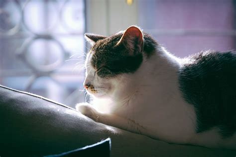 Adorable Cat Sleeping On Comfortable Couch In Daylight · Free Stock Photo