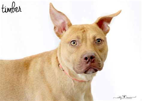 There was an error gathering form errors. Timber Pit Bull Terrier Adult - Adoption, Rescue for Sale ...