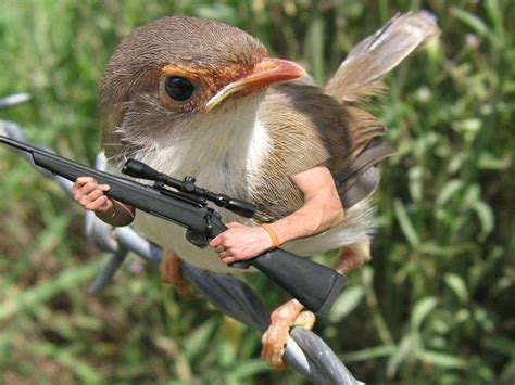 Bird With A Gun Rbirdswitharms