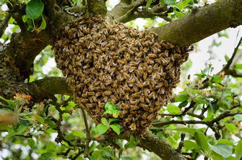 15 Fascinating Facts About Honey Bees