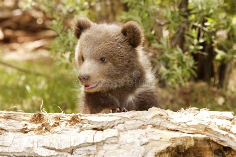 Grizzly Bear Cub Stock Photo Image Of Cute Brown Grizzly 4030526