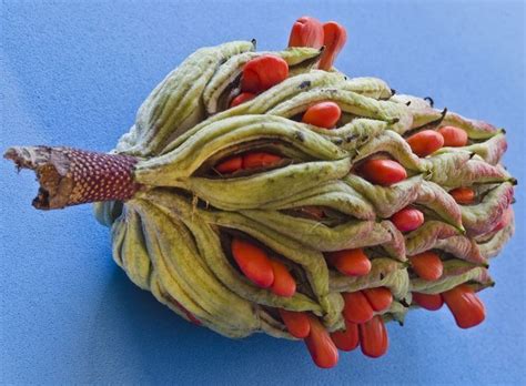 Pin By Alexandra On Seeds Seed Pods Seeds Plant Pattern