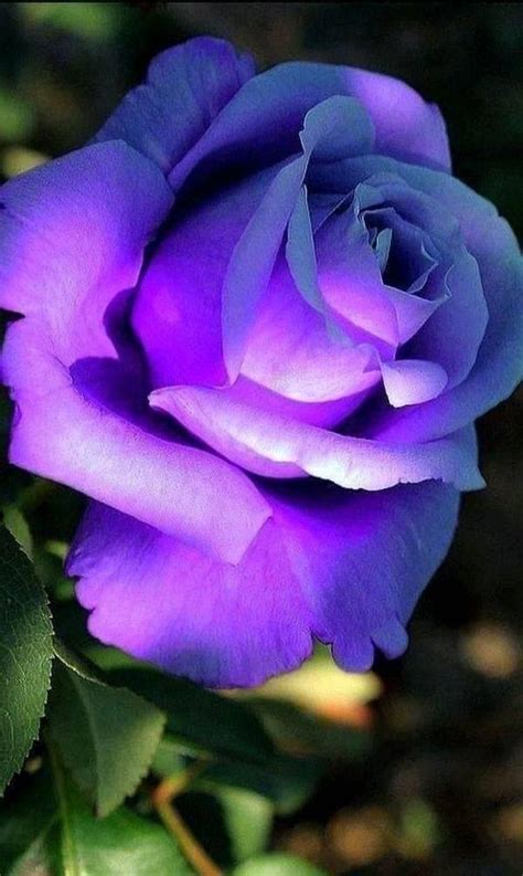 Pin By Wanda Smith On Flowers Beautiful Rose Flowers Purple Roses