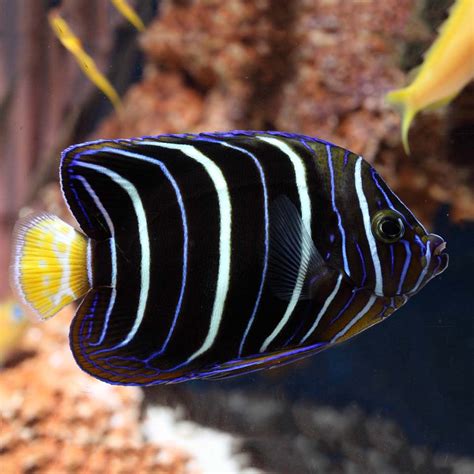 African Angelfish Juvenile Fast Delivery Abyss Aquatics Uk