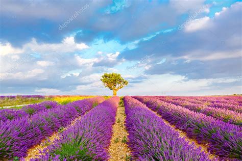 Lavender Fields Near Valensole In Provence France — Stock Photo