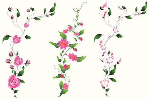 Rose Vines Illustrations Royalty Free Vector Graphics