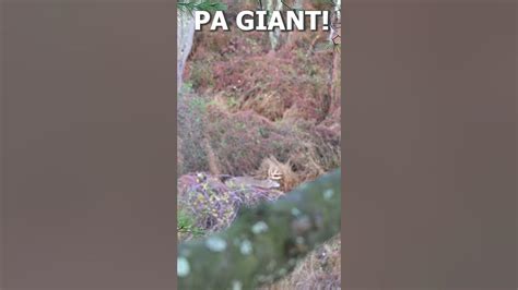 The Biggest Pa Buck Ive Ever Seen Youtube