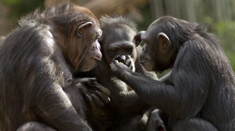 ¿qué Revela La Comunicación De Los Primates Sobre La Evolución Del