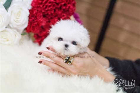 High to low nearest first. Lizzie - Maltese. F - Rolly Teacup Puppies