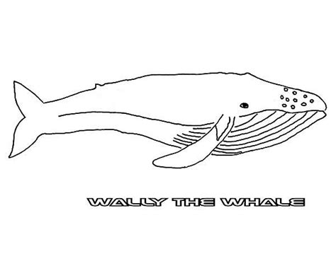 Not just any whale but the giant blue whale. Wally The Blue Whale Coloring Page : Kids Play Color