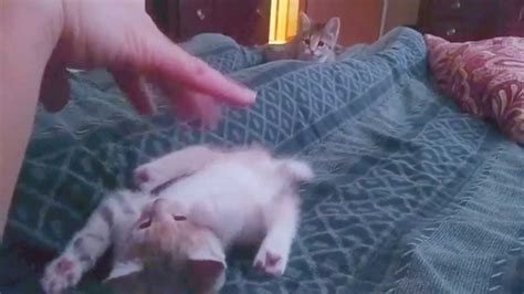 Kitten Fight 3 The Final Kittening Youtube