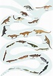 "Mammal evolution" Photographic Prints by synapsid | Redbubble
