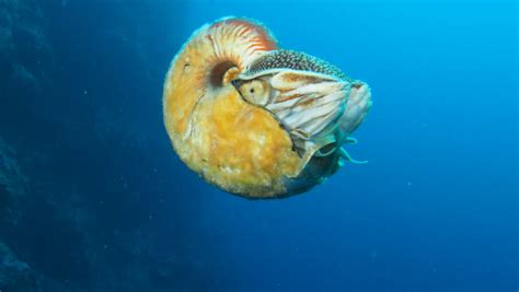 Marine Biologists Spot Rare Crusty Nautilus For First Time In Nearly 30