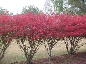 Burning bushes when pruned, they look much better. Burning Bush Euonymus | Walter Reeves: The Georgia Gardener