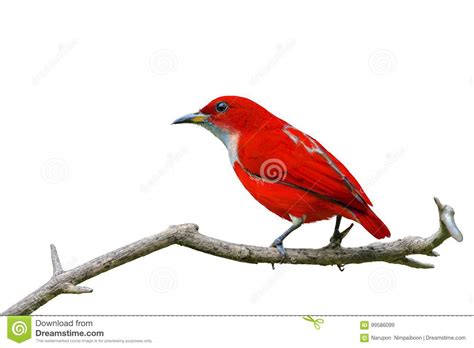 Red Bird Isolated On Branch With White Background Stock Image Image