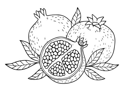 Color Pomegranate Coloring Page Free Printable Coloring Pages
