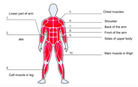 Muscle Diagram For Kids