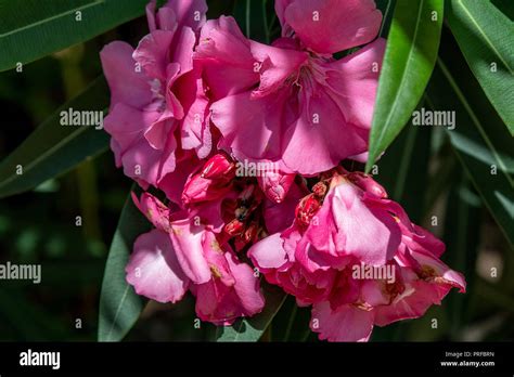 Blooming Pink Oleander Flowers Or Nerium In Garden Stock Photo Alamy