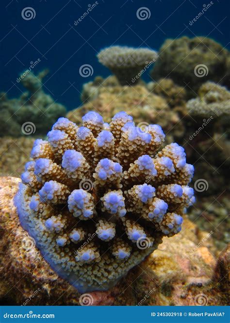 Acropora Nasuta Hard Coral Stony Coral Young Colony On A Coral Reef
