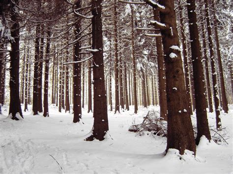 Winter Forest Free Photo Download Freeimages