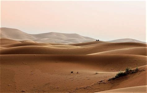 Desierto Del Sahara Qué Es Características Historia Clima Fauna